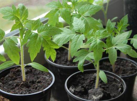 Tips tomatplantor